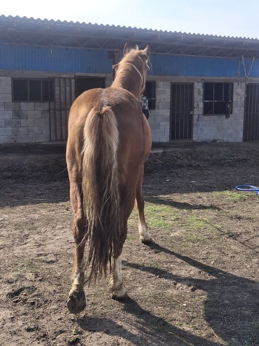 Пподам жеребец 4годика