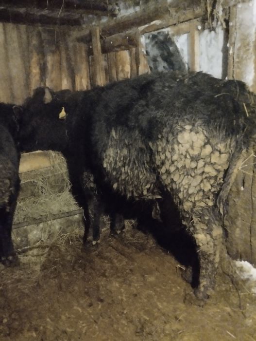 Продам быков годовалые