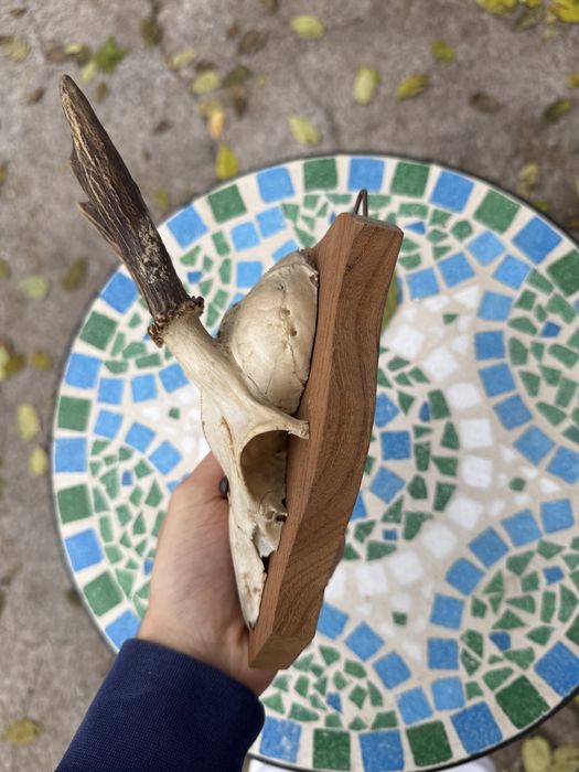 Trofeu de vânătoare – craniu de căprior montat pe lemn