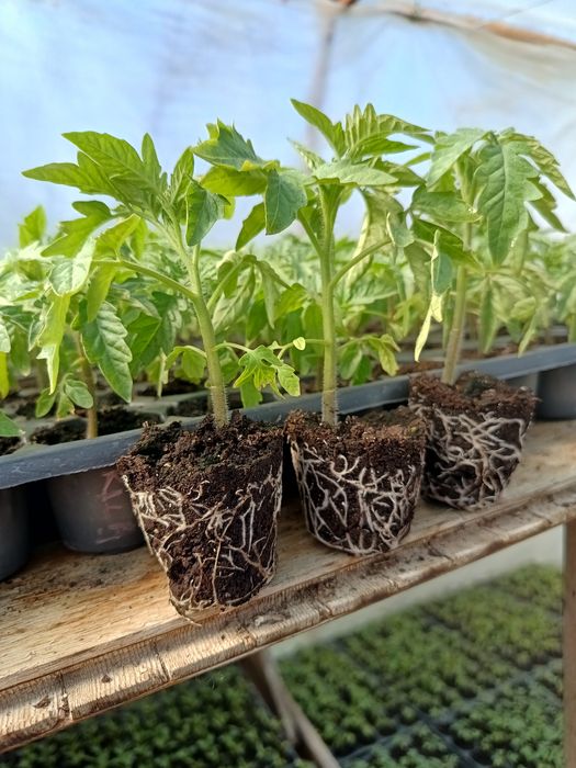 Răsaduri de legume profesionale