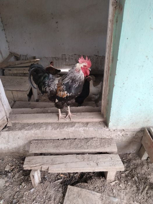 Кораз сатылады тез арада