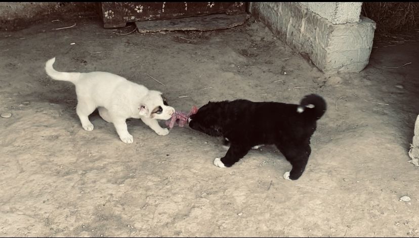 Күшік иттер собаки