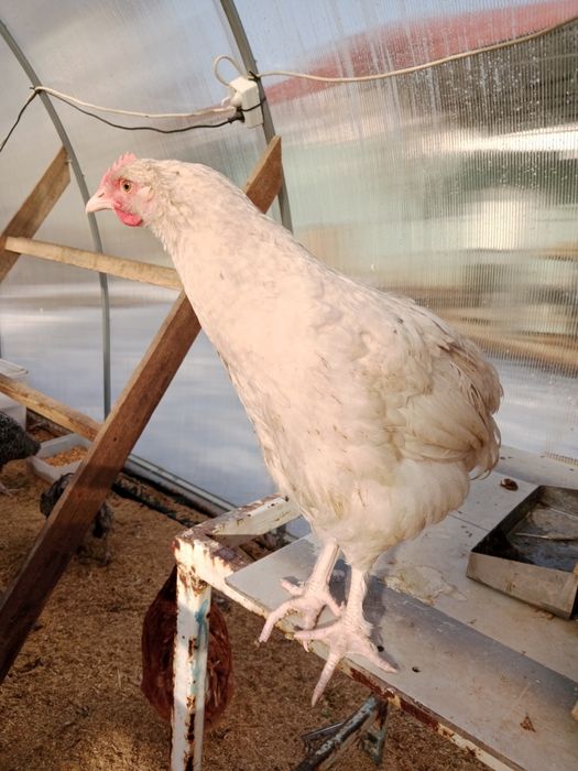 Молодые здоровые Петушки