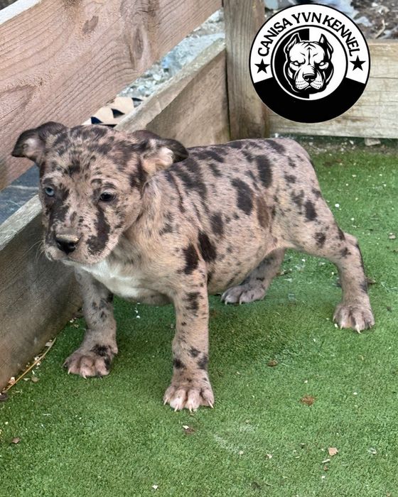 Femela amstaff blue merle