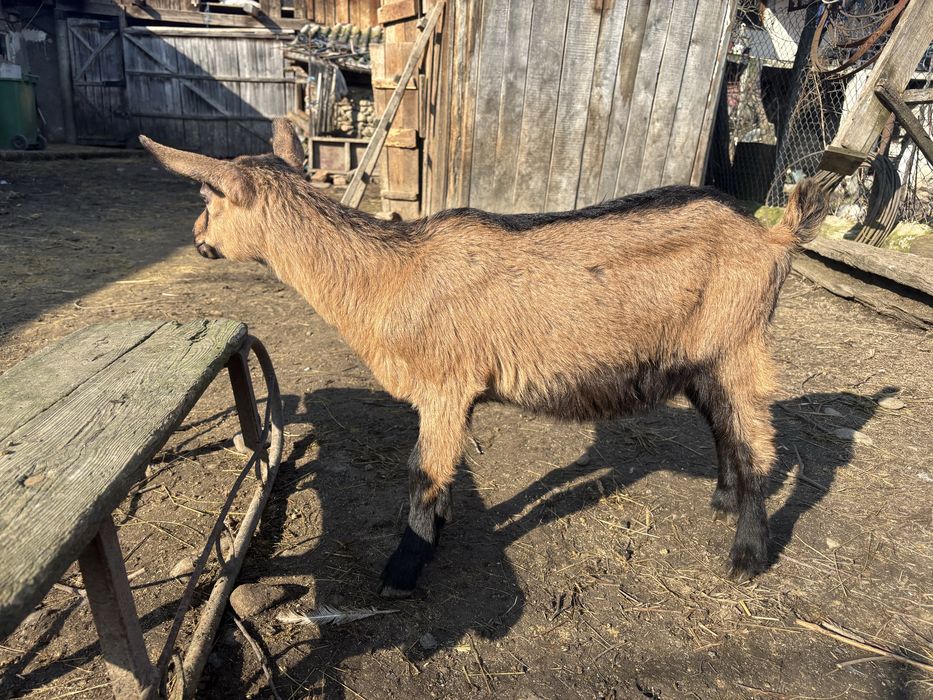 Iedute alpine franceze