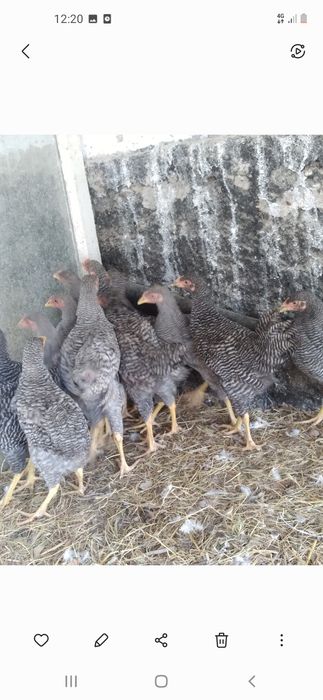 Продам курей домашних