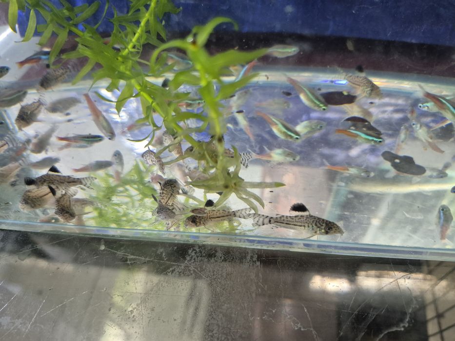 Коридорасы альбиносы