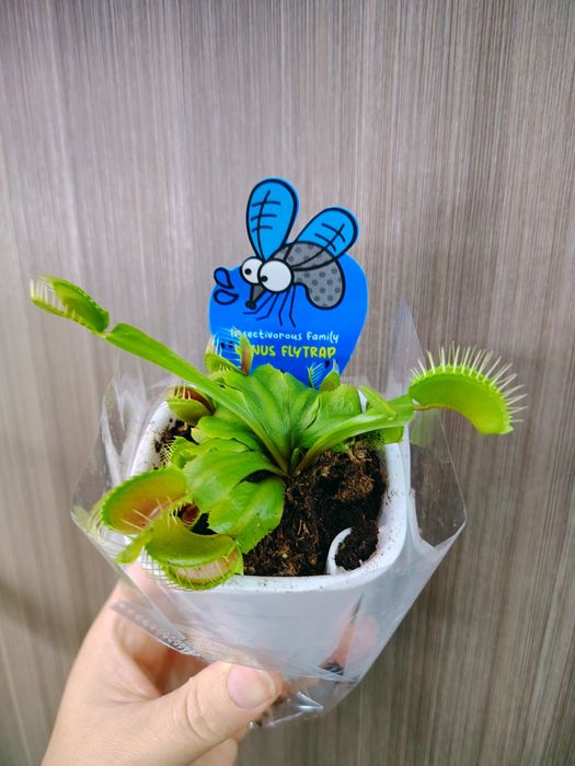 Мухоловки Венерина