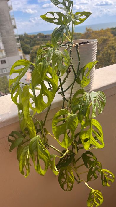 Монстера Monkey - 5 растения в красива кашпа