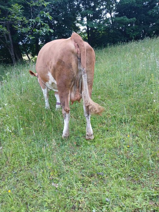 Vacă de vânzare gestantă a treia oară în 4 luni jumate,preț 9500 ușor negociabil