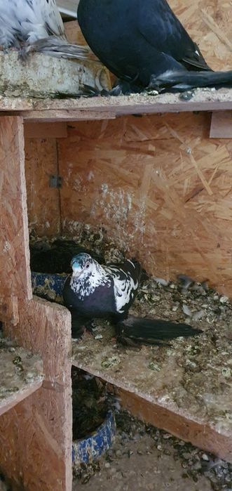 Голуби бойные разных мастей