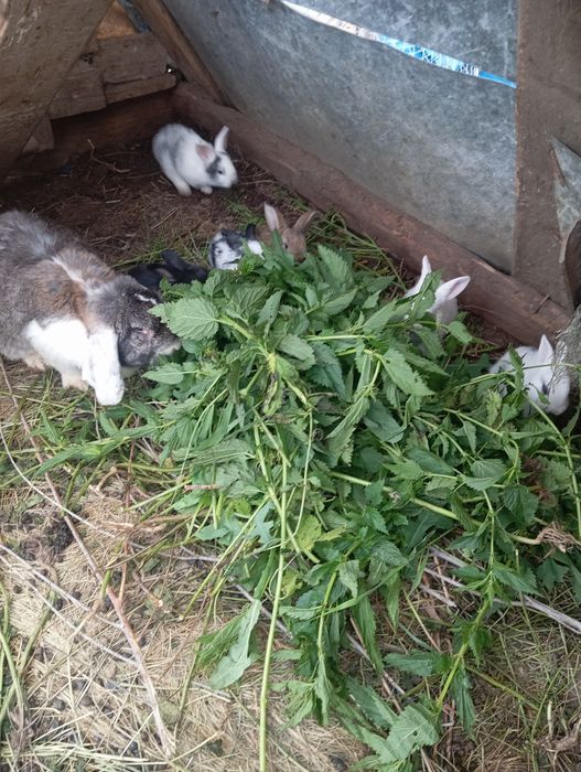 Продаю французский бараны