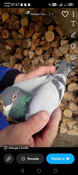 Vând porumbei  voiajori