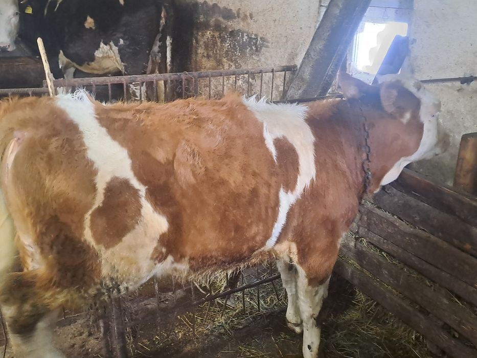 Vand tauras 5/6 luni