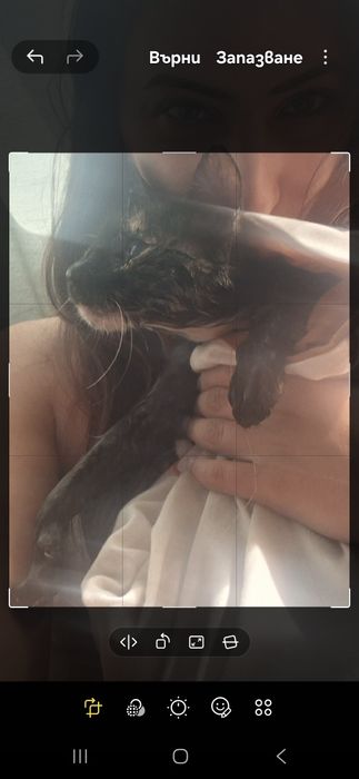 Коте Ари търси своя нов дом