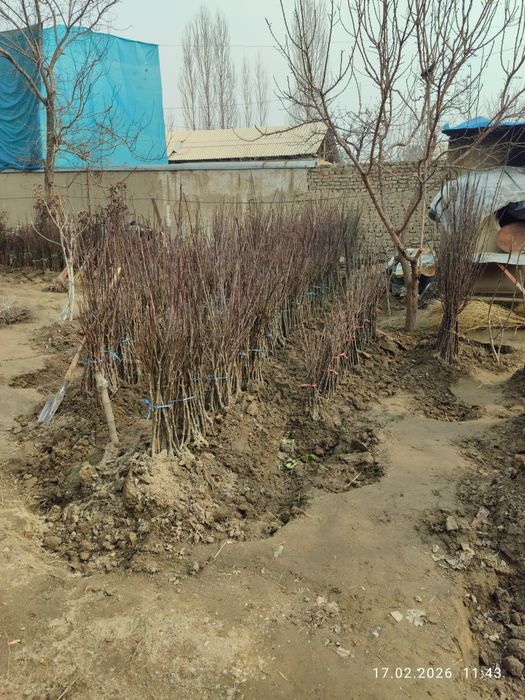 Кўчатлар мевали !