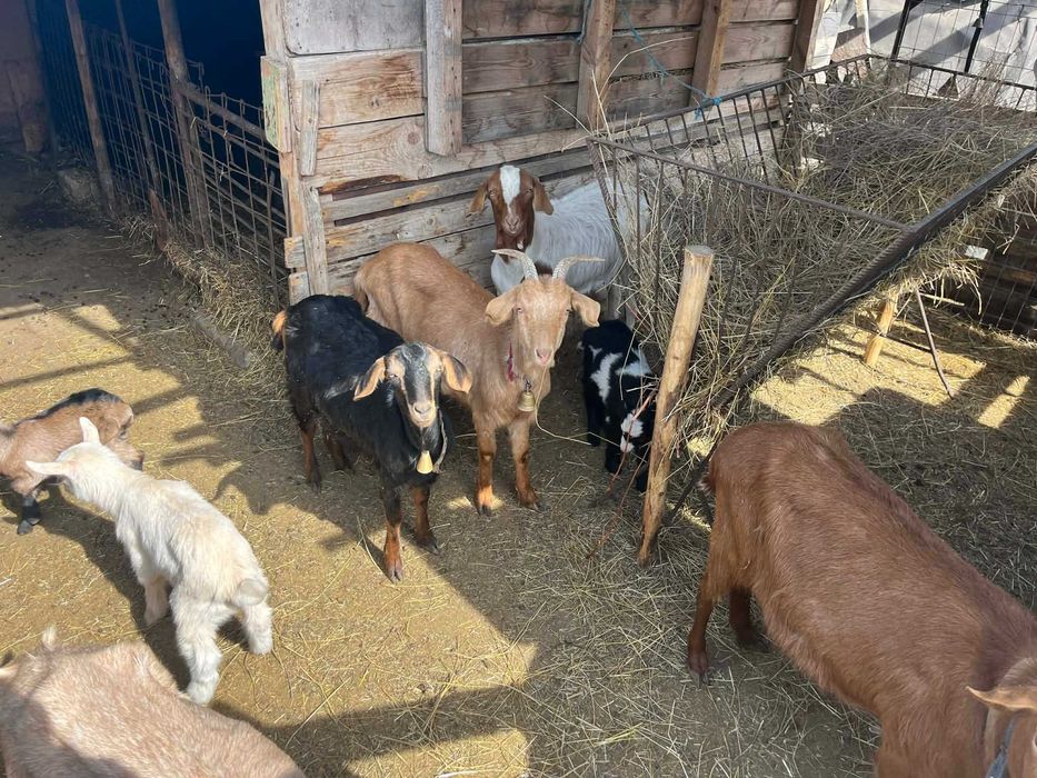 Vând capre tinere cu iezi