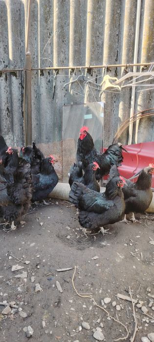 Ouă gaini australorp
