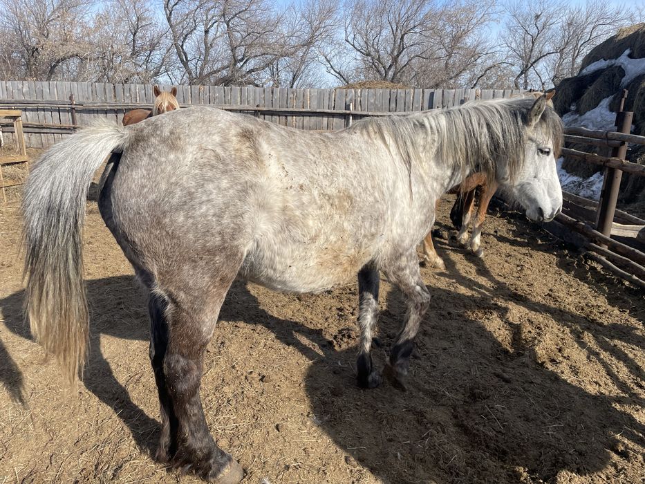 Продам кобылу лошадь жеребая