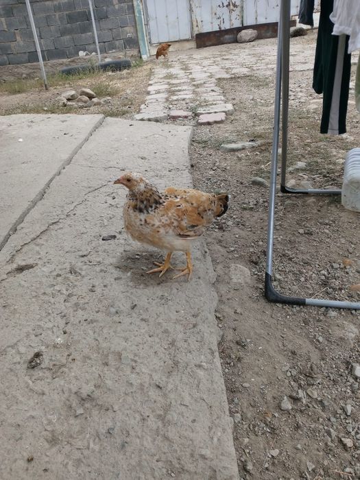 Петух 8 айлық,инкубатор емес
