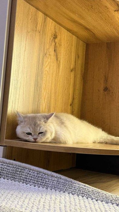 Серебристая шиншилла, пушистая, приучена к дому — идеальный питомец.