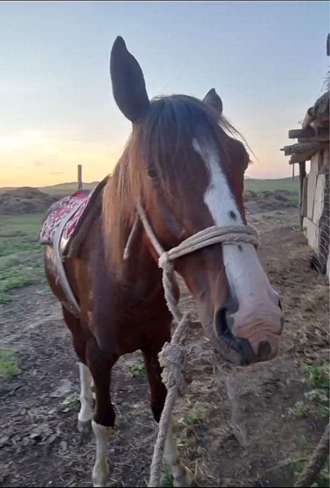 Жақсы айғыр сатылады