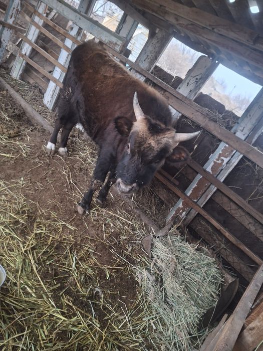 2 жасар семіз бұха сатылады