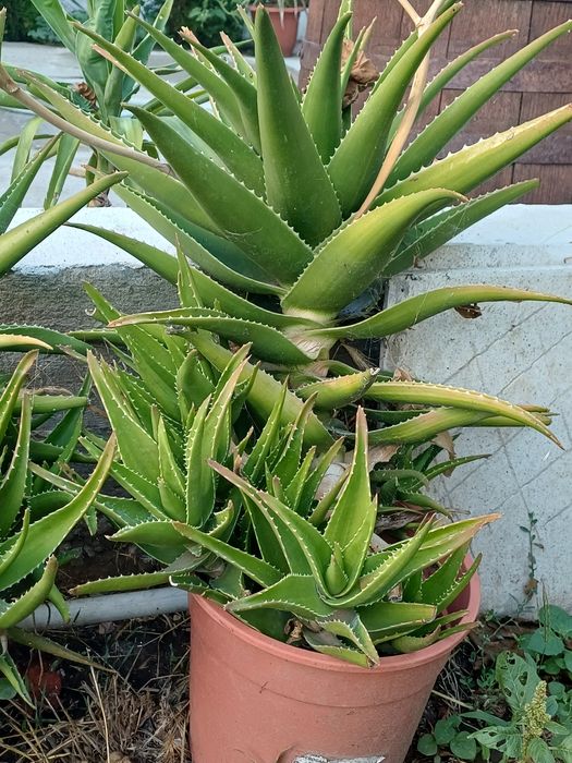 Vand Aloe la Ghiveci.