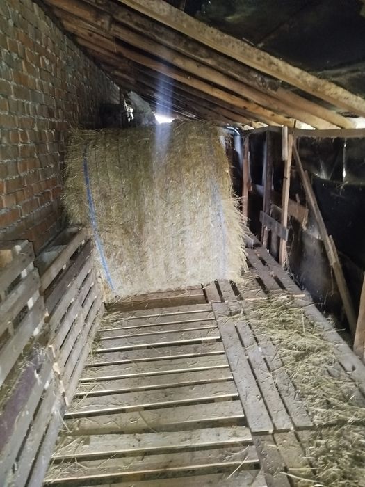 Сено бални кръгли