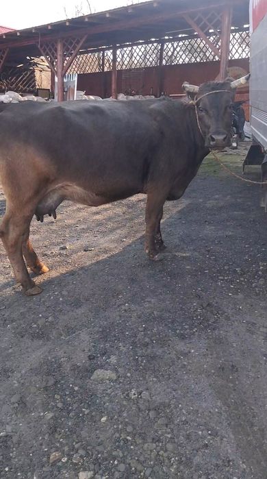 Vand sau schimb cu vacă de Tăiere