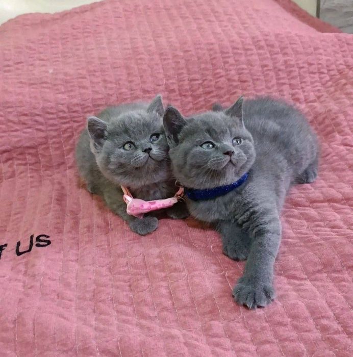 SOTILADI - QIZ mushuk Scottish fold 
SCOTTISH FOLD
Chiroyli, sog‘lom v