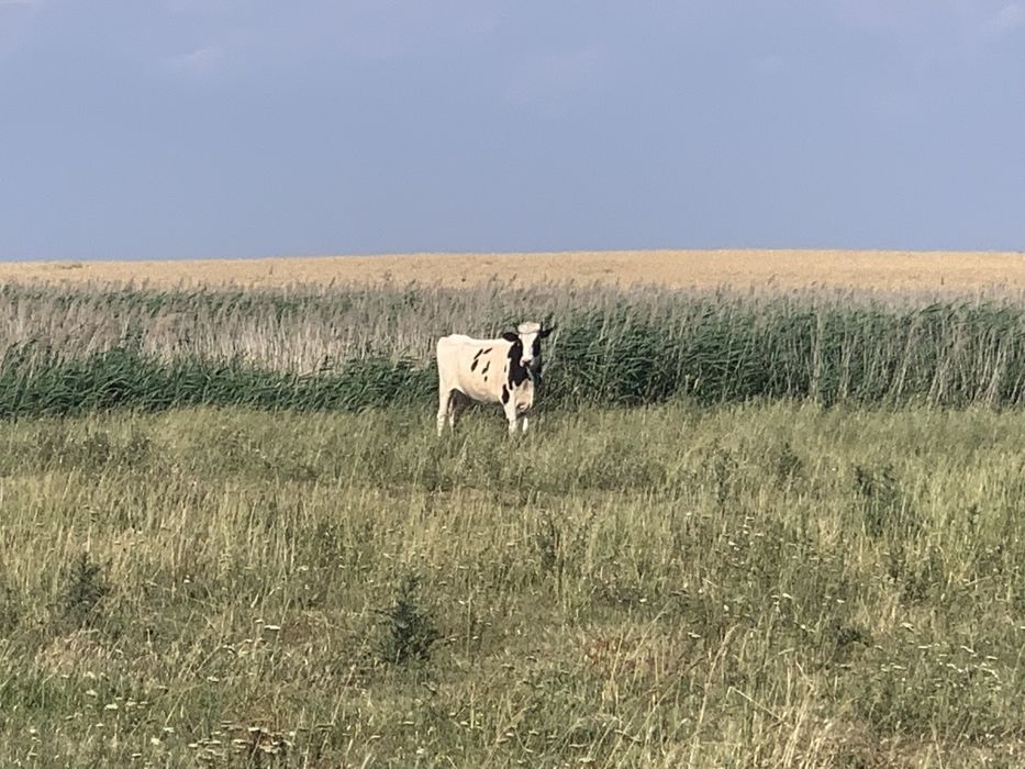 Vițele holstein de vânzare.