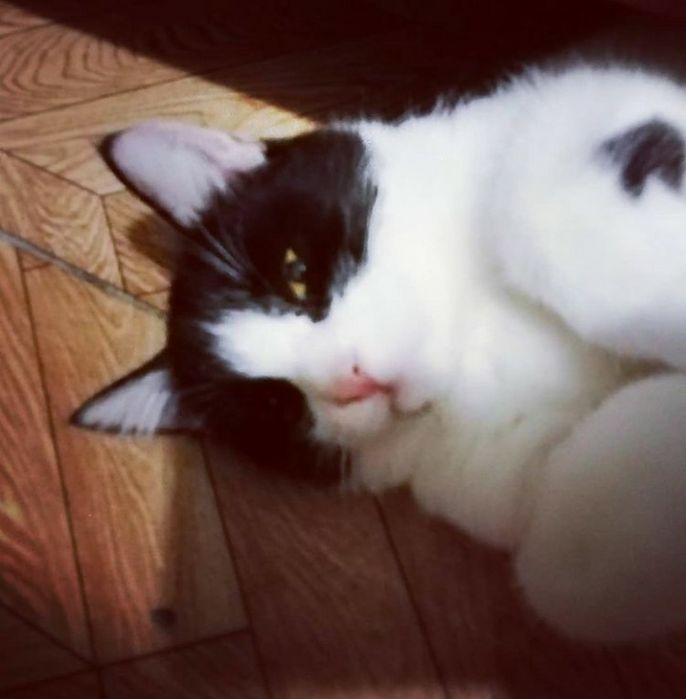 Котики.  Котики.