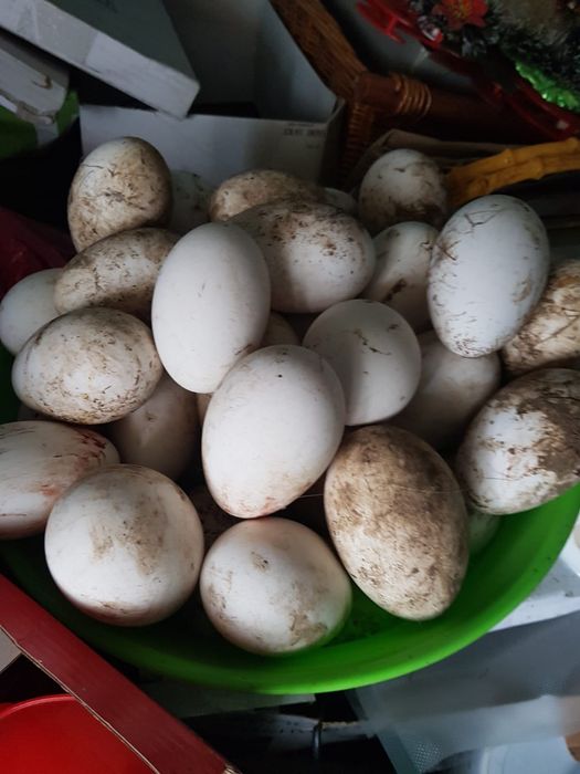 Vând Oua de Gasca/Gaste