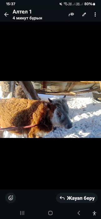 баспақтар сатылады 250