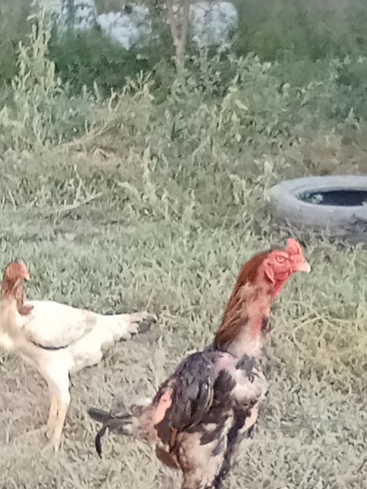 Дакан бойцовские куры
