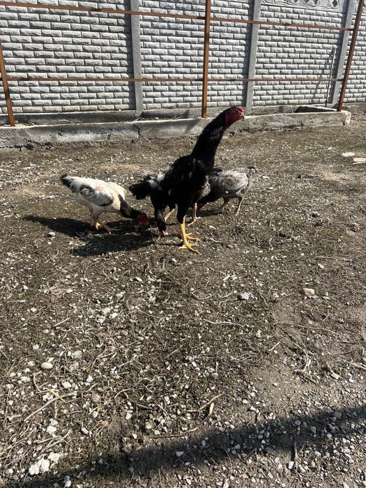 О Шамо цыплята дакан байцовые