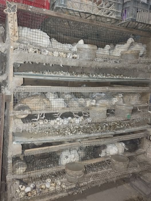 Перепела несушки на продажу!.