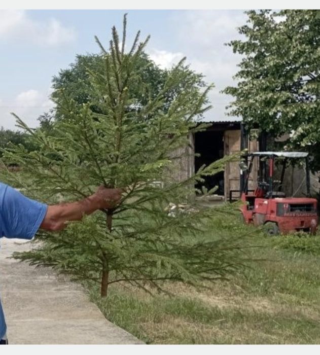 Vând brazi pentru evenimente (nunta)