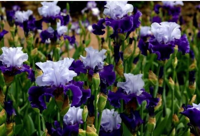 Ирисы.  Есть доставка