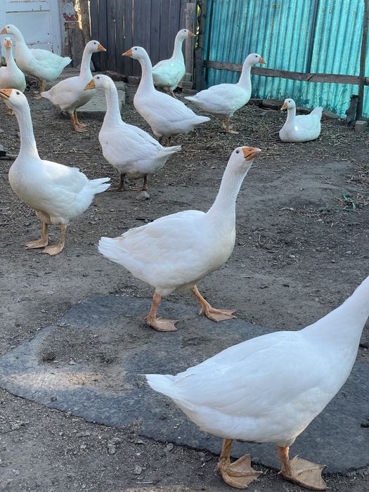 Rațe, cocosi, bibilici