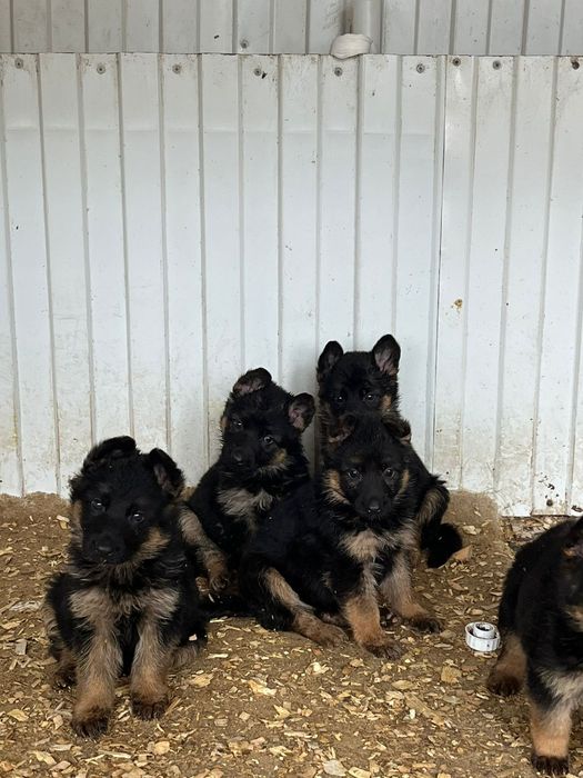 Немецкая овчарка девочка