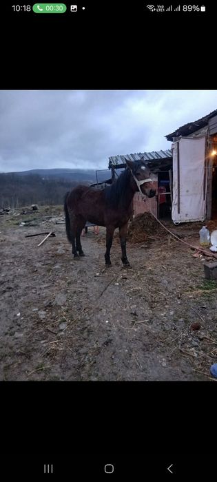 Manzi și o mânzat de vanzare