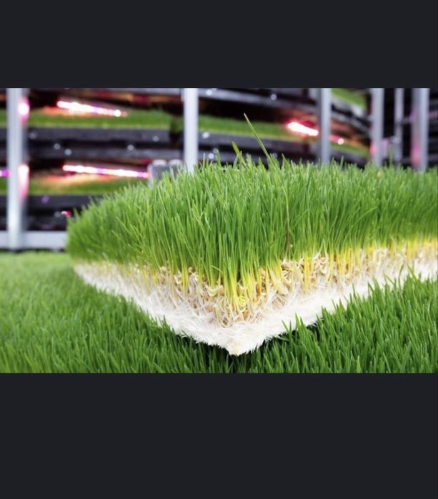 Gidraponika undirlgan bug’doy chorva hayvolar uchun va sumalak uchun