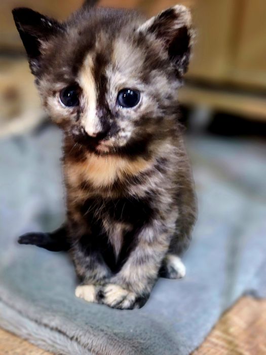 Отдам котят бесплатно