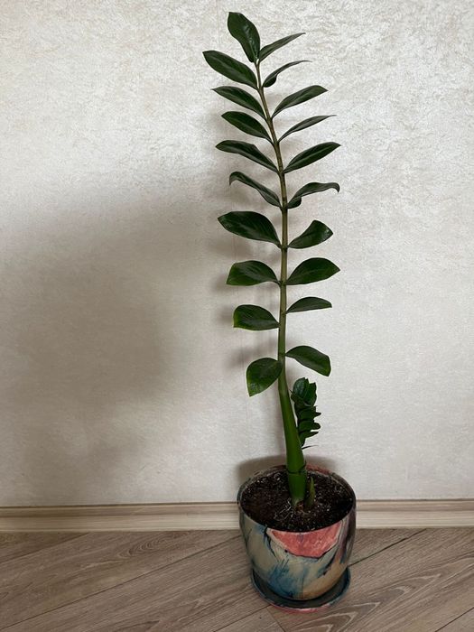 Комнатные цветы и горшки