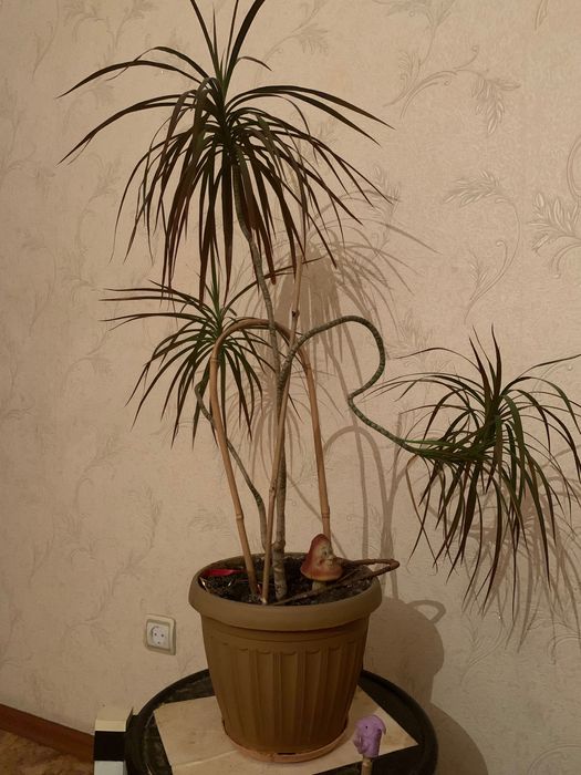 Цветок комнатный Драцена