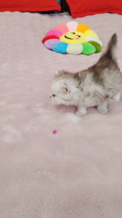 Шатланские котята