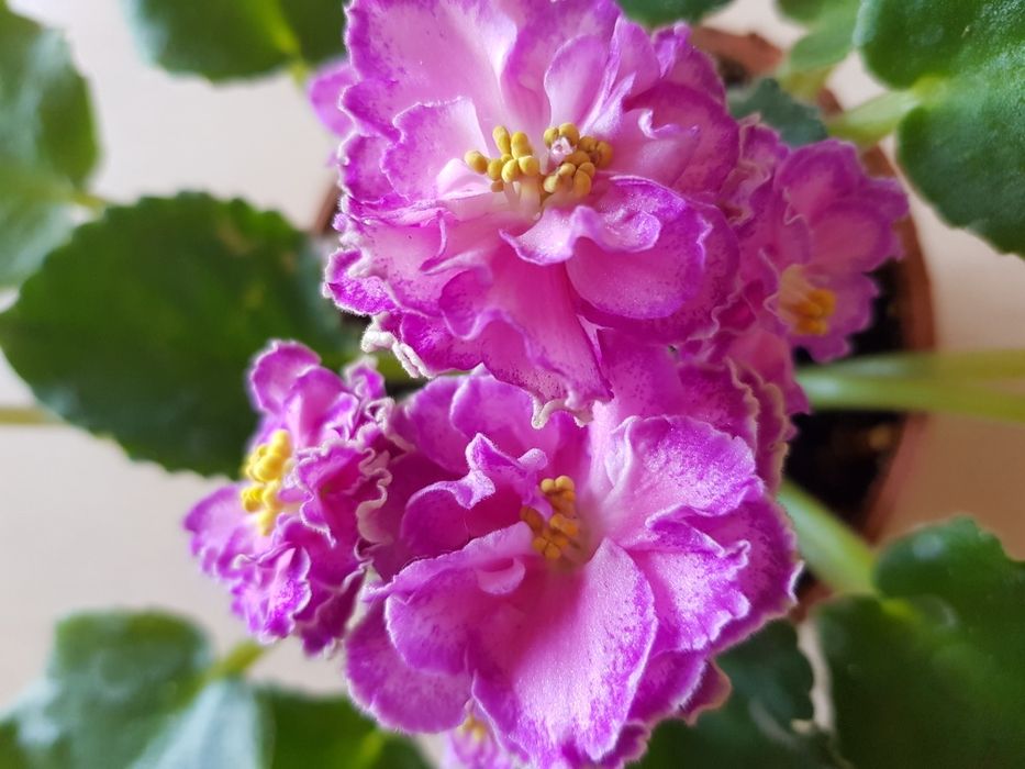 Детки сортовых фиалок