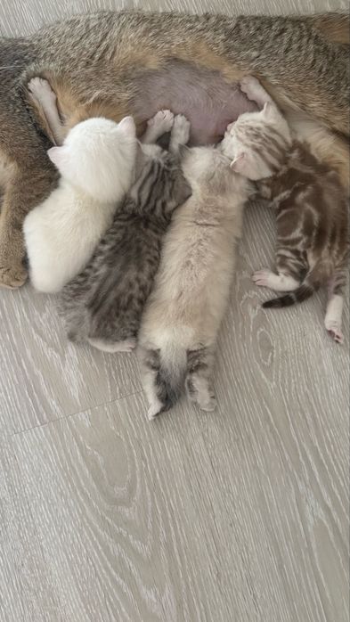 Продам котят породистые